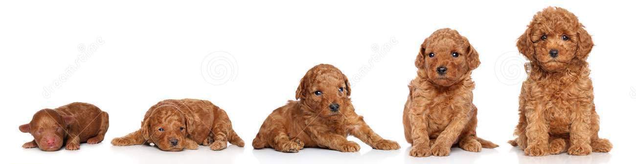 anjing mini poodle